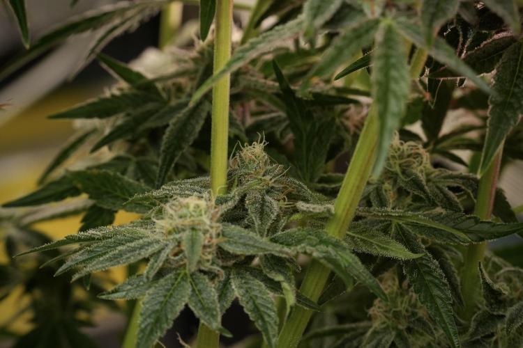 TicaL X Zamnesia-NectarDrip pack#268/750. Week 13 - Nectar Drip No Veg 12-12 From Seed