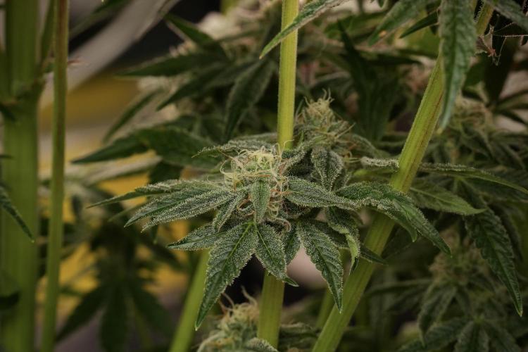 TicaL X Zamnesia-NectarDrip pack#268/750. Week 13 - Nectar Drip No Veg 12-12 From Seed