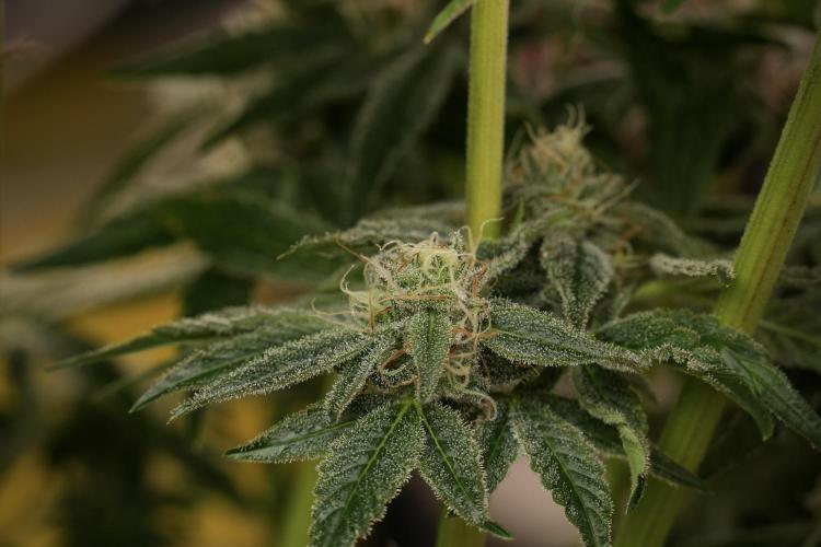 TicaL X Zamnesia-NectarDrip pack#268/750. Week 13 - Nectar Drip No Veg 12-12 From Seed
