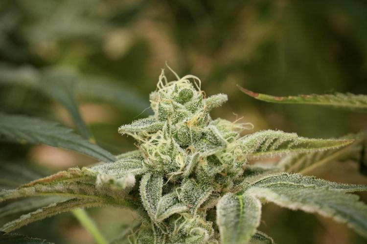 TicaL X Zamnesia-NectarDrip pack#268/750. Week 13 - Nectar Drip No Veg 12-12 From Seed