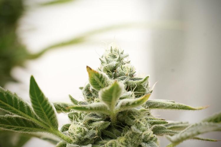 TicaL X Zamnesia-NectarDrip pack#268/750. Week 13 - Nectar Drip No Veg 12-12 From Seed