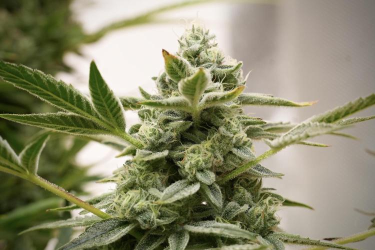 TicaL X Zamnesia-NectarDrip pack#268/750. Week 13 - Nectar Drip No Veg 12-12 From Seed