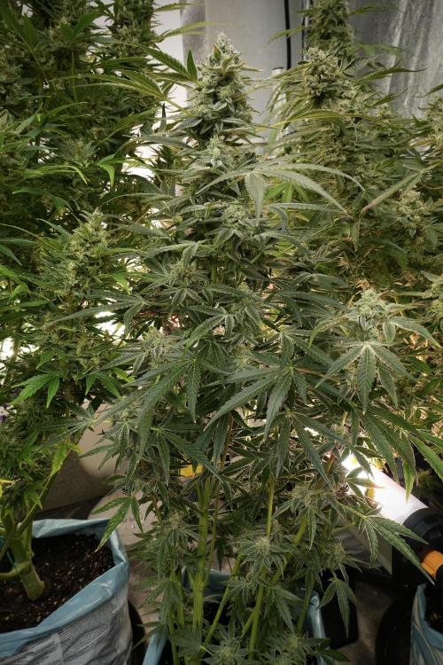 TicaL X Zamnesia-NectarDrip pack#268/750. Week 13 - Nectar Drip No Veg 12-12 From Seed