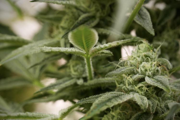 TicaL X Zamnesia-NectarDrip pack#268/750. Week 13 - Nectar Drip No Veg 12-12 From Seed