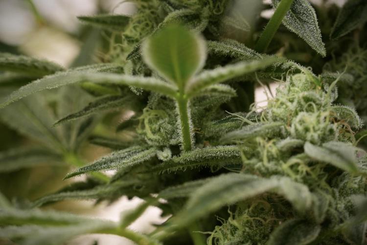 TicaL X Zamnesia-NectarDrip pack#268/750. Week 13 - Nectar Drip No Veg 12-12 From Seed