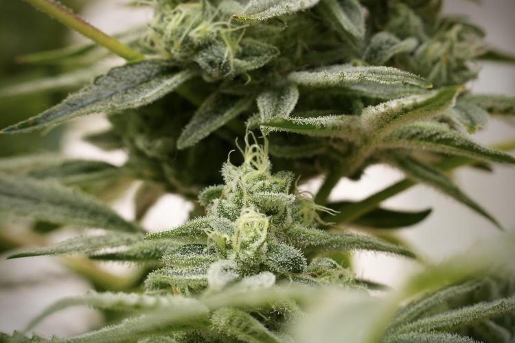 TicaL X Zamnesia-NectarDrip pack#268/750. Week 13 - Nectar Drip No Veg 12-12 From Seed