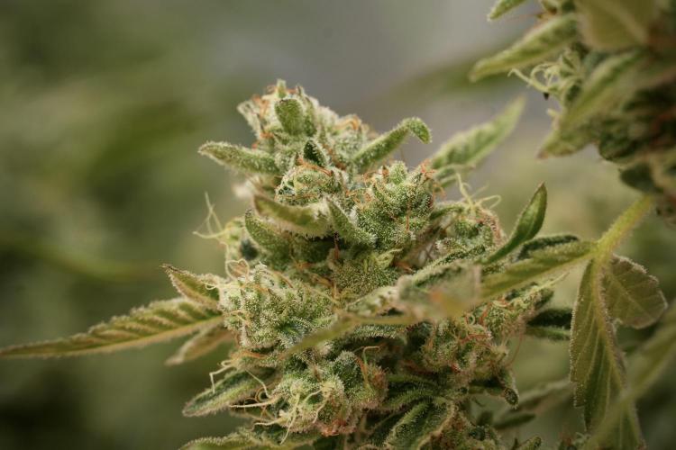 TicaL X Zamnesia-NectarDrip pack#268/750. Week 13 - Nectar Drip No Veg 12-12 From Seed