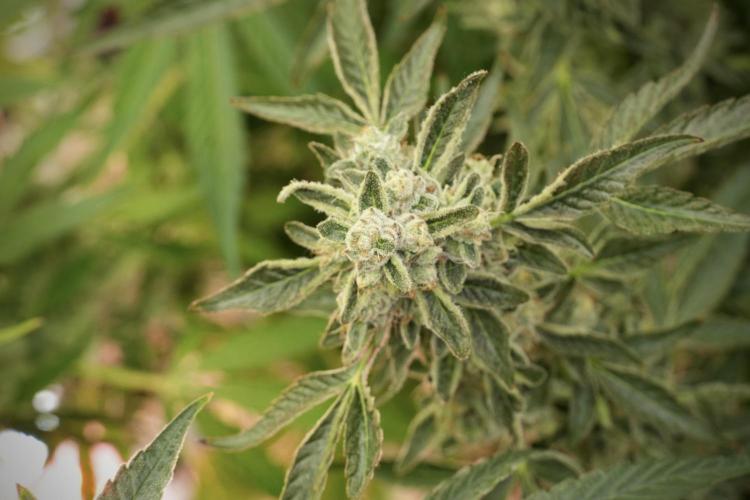TicaL X Zamnesia-NectarDrip pack#268/750. Week 13 - Nectar Drip No Veg 12-12 From Seed