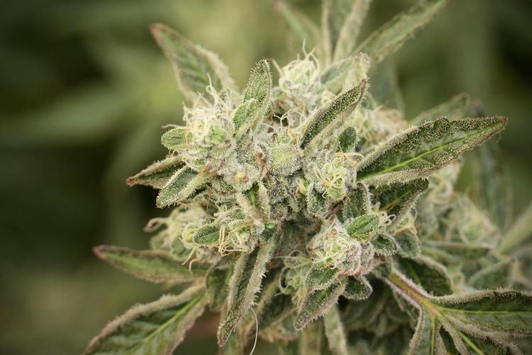 TicaL X Zamnesia-NectarDrip pack#268/750. Week 13 - Nectar Drip No Veg 12-12 From Seed