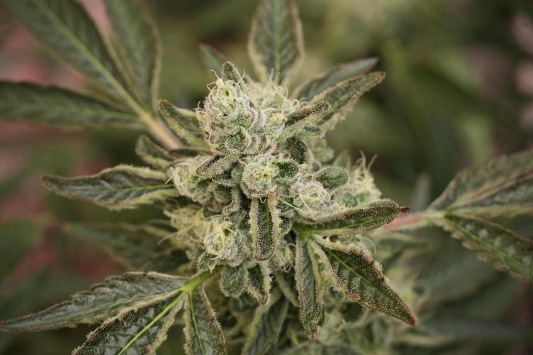 TicaL X Zamnesia-NectarDrip pack#268/750. Week 13 - Nectar Drip No Veg 12-12 From Seed