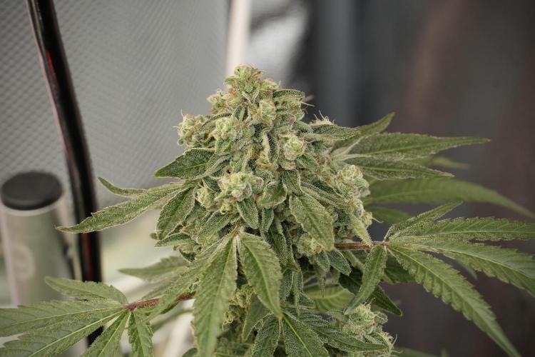 TicaL X Zamnesia-NectarDrip pack#268/750. Week 13 - Nectar Drip No Veg 12-12 From Seed
