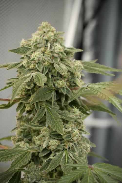 TicaL X Zamnesia-NectarDrip pack#268/750. Week 13 - Nectar Drip No Veg 12-12 From Seed