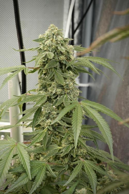 TicaL X Zamnesia-NectarDrip pack#268/750. Week 13 - Nectar Drip No Veg 12-12 From Seed