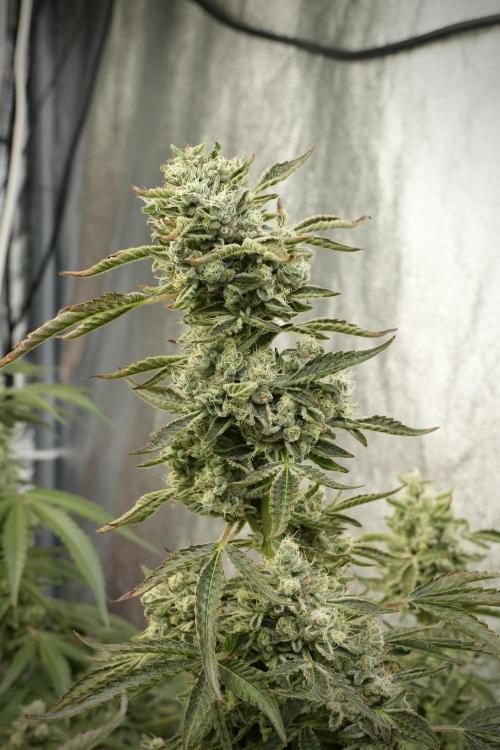 TicaL X Zamnesia-NectarDrip pack#268/750. Week 13 - Nectar Drip No Veg 12-12 From Seed