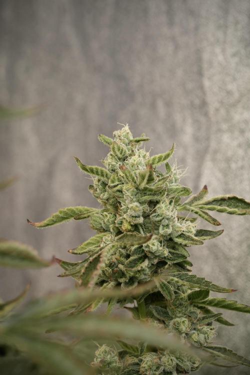 TicaL X Zamnesia-NectarDrip pack#268/750. Week 13 - Nectar Drip No Veg 12-12 From Seed