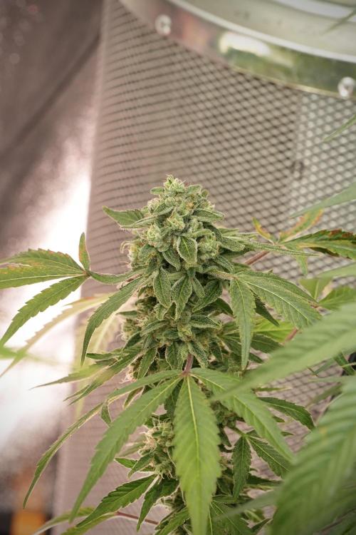 TicaL X Zamnesia-NectarDrip pack#268/750. Week 13 - Nectar Drip No Veg 12-12 From Seed