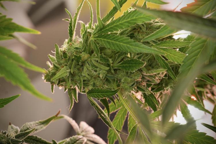 TicaL X Zamnesia-NectarDrip pack#268/750. Week 13 - Nectar Drip No Veg 12-12 From Seed