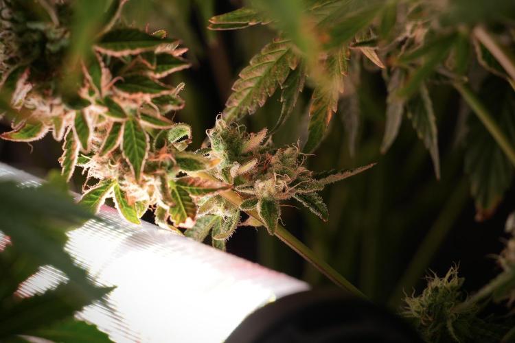 TicaL X Zamnesia-NectarDrip pack#268/750. Week 13 - Nectar Drip No Veg 12-12 From Seed