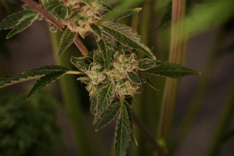 TicaL X Zamnesia-NectarDrip pack#268/750. Week 13 - Nectar Drip No Veg 12-12 From Seed