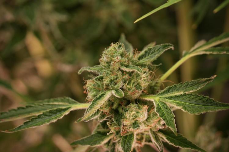TicaL X Zamnesia-NectarDrip pack#268/750. Week 13 - Nectar Drip No Veg 12-12 From Seed