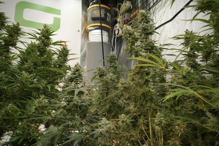 TicaL X Zamnesia-NectarDrip pack#268/750. Week 13 - Nectar Drip No Veg 12-12 From Seed