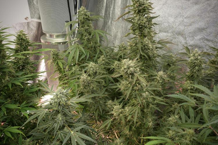 TicaL X Zamnesia-NectarDrip pack#268/750. Week 13 - Nectar Drip No Veg 12-12 From Seed