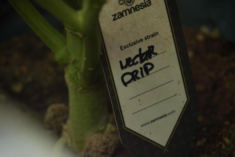 TicaL X Zamnesia-NectarDrip pack#268/750. Week 13 - Nectar Drip No Veg 12-12 From Seed