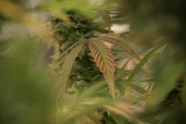 TicaL X Zamnesia-NectarDrip pack#268/750. Week 13 - Nectar Drip No Veg 12-12 From Seed