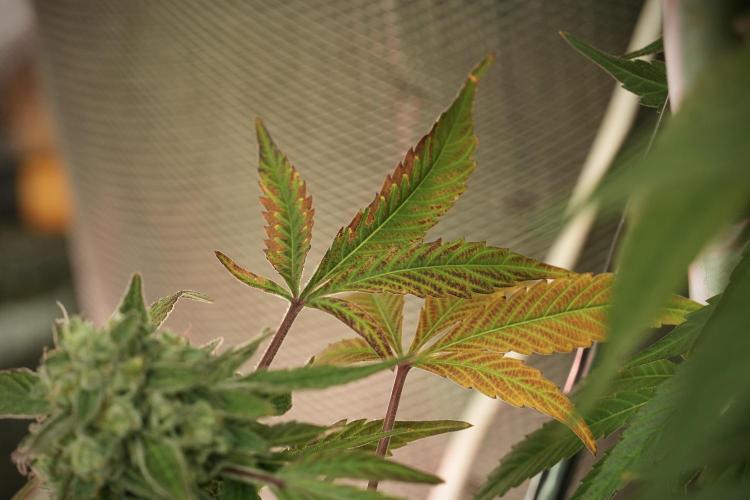 TicaL X Zamnesia-NectarDrip pack#268/750. Week 13 - Nectar Drip No Veg 12-12 From Seed
