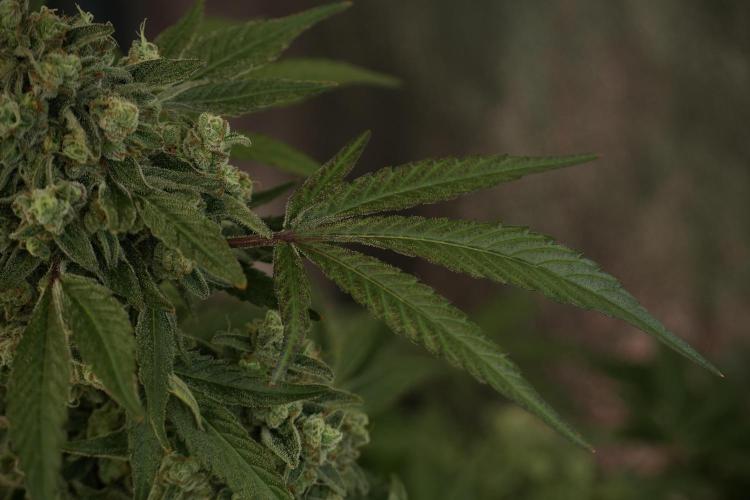 TicaL X Zamnesia-NectarDrip pack#268/750. Week 13 - Nectar Drip No Veg 12-12 From Seed