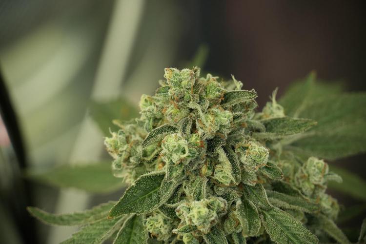 TicaL X Zamnesia-NectarDrip pack#268/750. Week 13 - Nectar Drip No Veg 12-12 From Seed