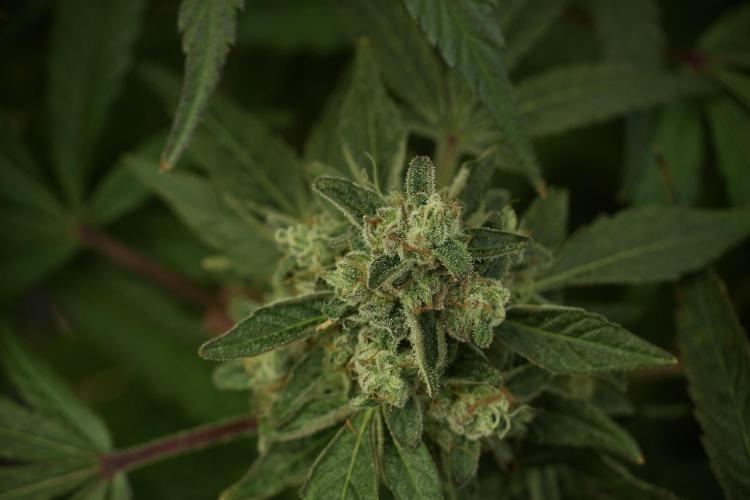 TicaL X Zamnesia-NectarDrip pack#268/750. Week 13 - Nectar Drip No Veg 12-12 From Seed