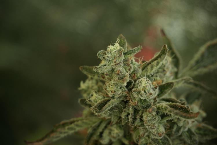 TicaL X Zamnesia-NectarDrip pack#268/750. Week 13 - Nectar Drip No Veg 12-12 From Seed