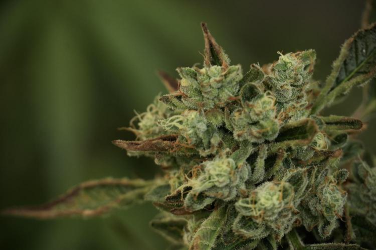 TicaL X Zamnesia-NectarDrip pack#268/750. Week 13 - Nectar Drip No Veg 12-12 From Seed