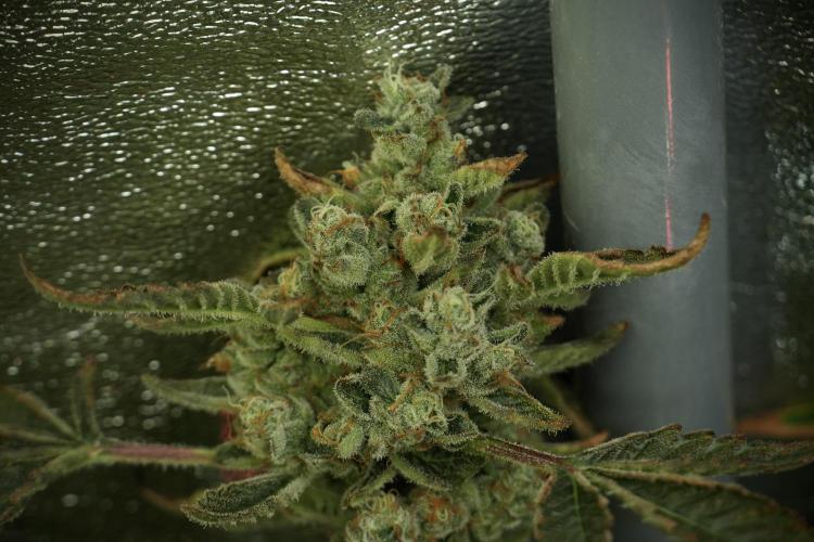 TicaL X Zamnesia-NectarDrip pack#268/750. Week 13 - Nectar Drip No Veg 12-12 From Seed
