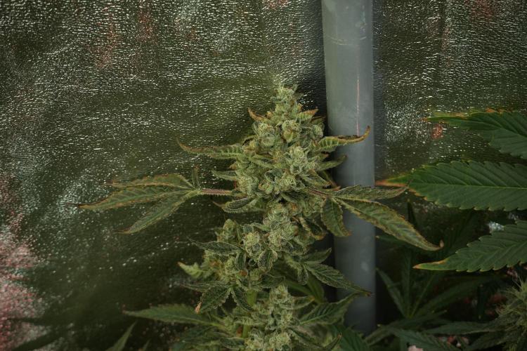 TicaL X Zamnesia-NectarDrip pack#268/750. Week 13 - Nectar Drip No Veg 12-12 From Seed