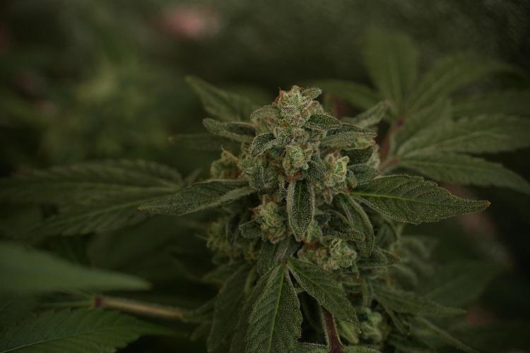 TicaL X Zamnesia-NectarDrip pack#268/750. Week 13 - Nectar Drip No Veg 12-12 From Seed