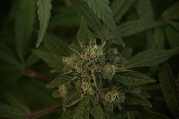 TicaL X Zamnesia-NectarDrip pack#268/750. Week 13 - Nectar Drip No Veg 12-12 From Seed