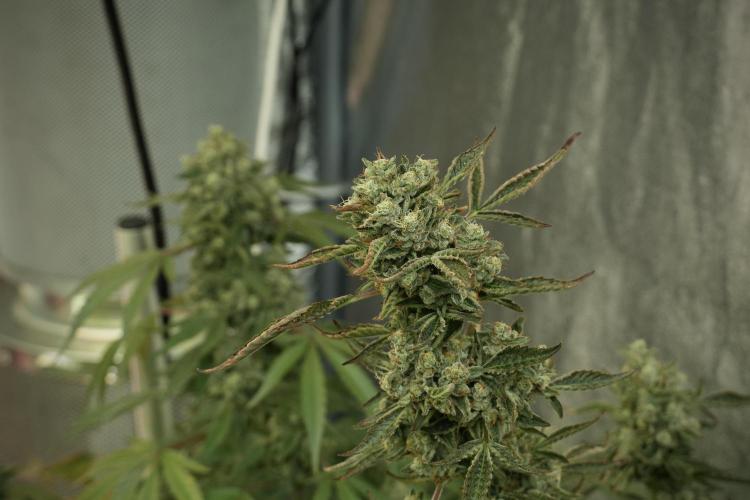 TicaL X Zamnesia-NectarDrip pack#268/750. Week 13 - Nectar Drip No Veg 12-12 From Seed