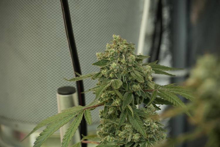 TicaL X Zamnesia-NectarDrip pack#268/750. Week 13 - Nectar Drip No Veg 12-12 From Seed