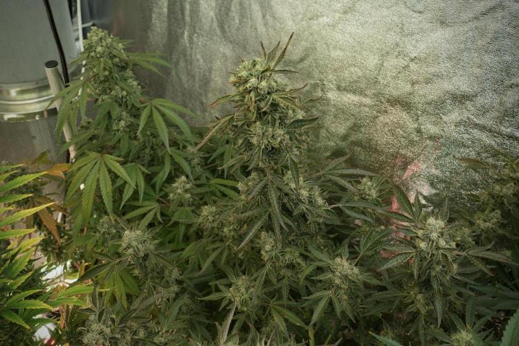 TicaL X Zamnesia-NectarDrip pack#268/750. Week 13 - Nectar Drip No Veg 12-12 From Seed