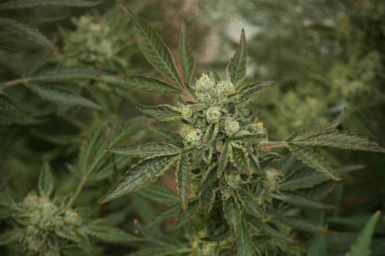 TicaL X Zamnesia-NectarDrip pack#268/750. Week 13 - Nectar Drip No Veg 12-12 From Seed
