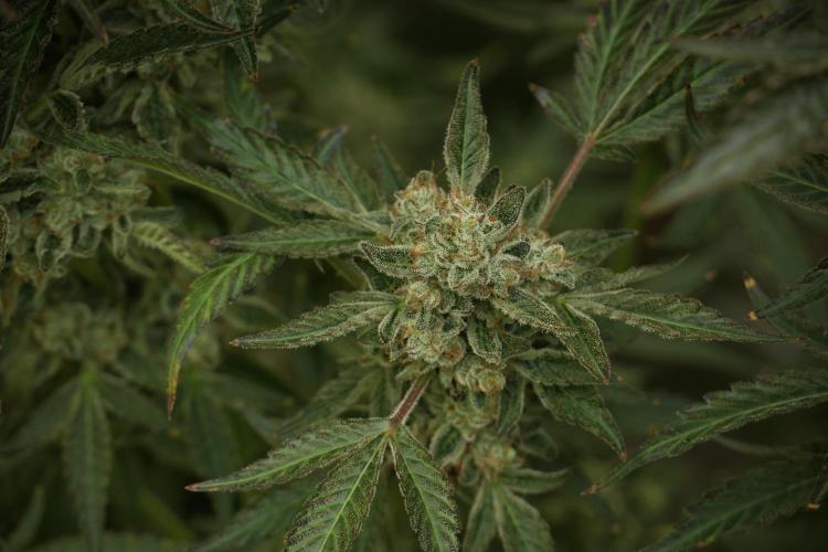 TicaL X Zamnesia-NectarDrip pack#268/750. Week 13 - Nectar Drip No Veg 12-12 From Seed