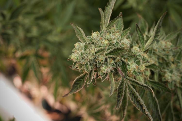 TicaL X Zamnesia-NectarDrip pack#268/750. Week 13 - Nectar Drip No Veg 12-12 From Seed