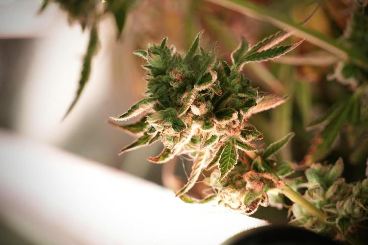 TicaL X Zamnesia-NectarDrip pack#268/750. Week 13 - Nectar Drip No Veg 12-12 From Seed