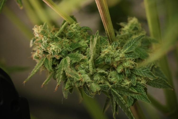 TicaL X Zamnesia-NectarDrip pack#268/750. Week 13 - Nectar Drip No Veg 12-12 From Seed