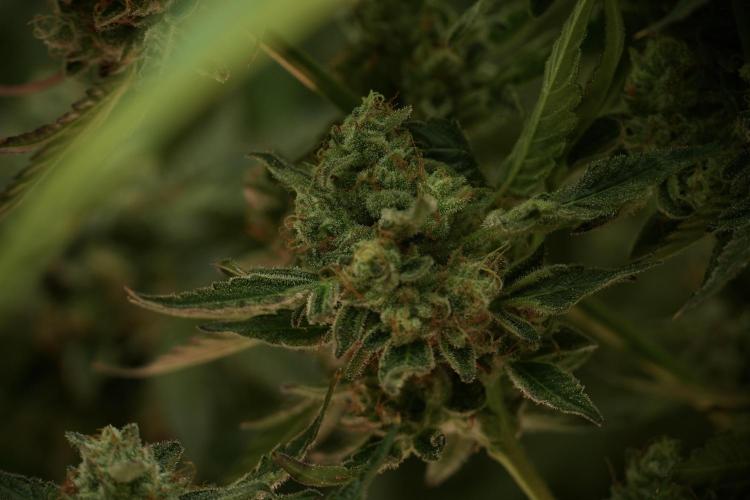 TicaL X Zamnesia-NectarDrip pack#268/750. Week 13 - Nectar Drip No Veg 12-12 From Seed