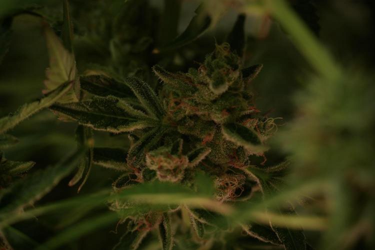 TicaL X Zamnesia-NectarDrip pack#268/750. Week 13 - Nectar Drip No Veg 12-12 From Seed