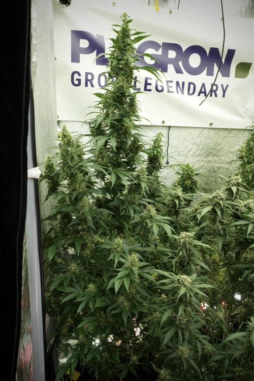 LSD Zamnesia Trippping. Week 12 - LSD no Veg 12-12 From Seed