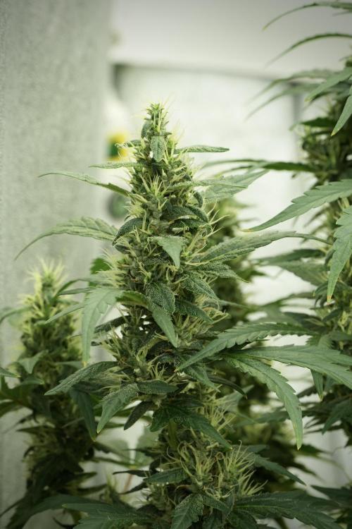 LSD Zamnesia Trippping. Week 12 - LSD no Veg 12-12 From Seed